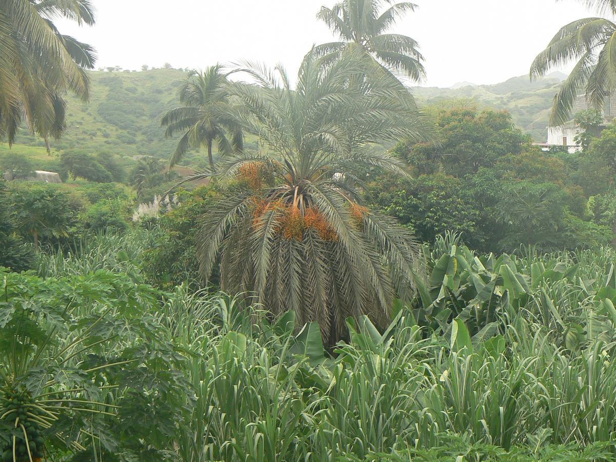 Villa Sao Jose Pedra Badejo  Kültér fotó